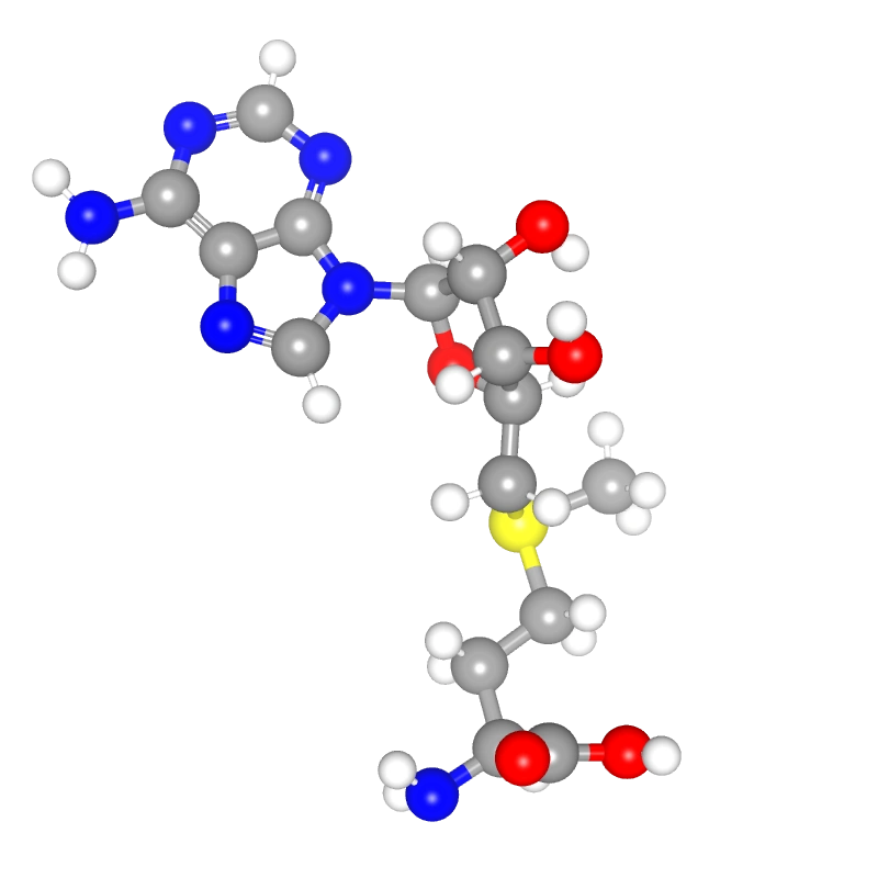 Molecules in Chromatography - SAM (WebP)